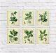 Vintage Botanical Print Set Of 6 Free Wall Frame Art Oak Leaves Symbol