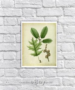 Vintage Botanical Print Set Of 6 Free Wall Frame Art Oak Leaves Symbol